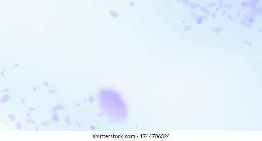 Pétalos de flores violetas cayendo. Buscando esquinas de flores románticas. Petal volador sobre fondo azul cielo. Amor, concepto romántico. Decente invitación a la boda.