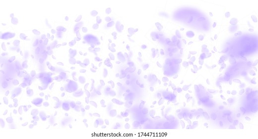 Pétalos de flores violetas cayendo. Un degradado de flores bastante romántico. Petal volador sobre fondo blanco ancho. Amor, concepto romántico. Divina invitación a la boda.
