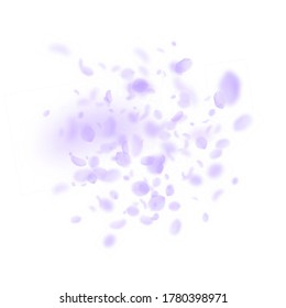 Violet Flower Petals Falling Down. Symmetrical Romantic Flowers Explosion. Flying Petal On White Square Background. Love, Romance Concept. Attractive Wedding Invitation.