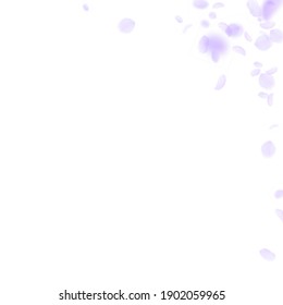 Violet flower petals falling down. Beautiful romantic flowers corner. Flying petal on white square background. Love, romance concept. Adorable wedding invitation.