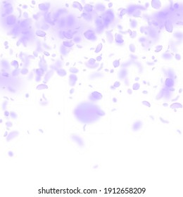 Violet flower petals falling down. Graceful romantic flowers falling rain. Flying petal on white square background. Love, romance concept. Authentic wedding invitation.