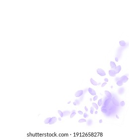 Pétalos de flores violetas cayendo. Un rincón de flores románticas y glamorosas. Pétalo volando sobre fondo cuadrado blanco. Amor, concepto romántico. Invitación a la boda viva.