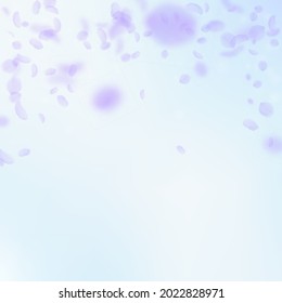 Violet flower petals falling down. Majestic romantic flowers falling rain. Flying petal on blue sky square background. Love, romance concept. Authentic wedding invitation.