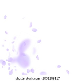 Violet flower petals falling down. Actual romantic flowers corner. Flying petal on white square background. Love, romance concept. Amazing wedding invitation.