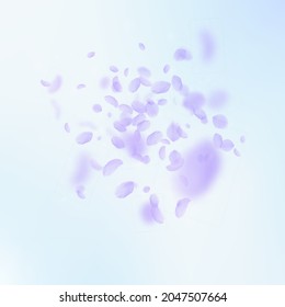 Violet flower petals falling down. Fine romantic flowers explosion. Flying petal on blue sky square background. Love, romance concept. Artistic wedding invitation.