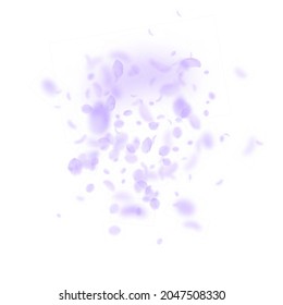 Violet Flower Petals Falling Down. Magnetic Romantic Flowers Explosion. Flying Petal On White Square Background. Love, Romance Concept. Artistic Wedding Invitation.