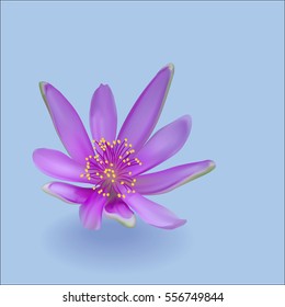 Violet flower with shadow on blue background,vector illustration
