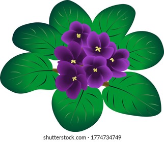 Violet flower in vector illustration
