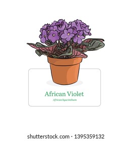 Violet flower vector illustration. House plant with pot colour drawing. Floral image with plant name in English and Latin.