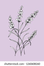 Violet flower vector illustration. Sketch of lavender. Pen drawing.