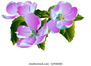 violet  flowers apple-tree