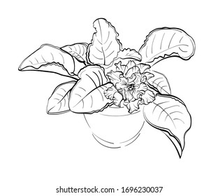 Violet flowers drawn by a line. Vector illustration of African violet flowers on a white background.
