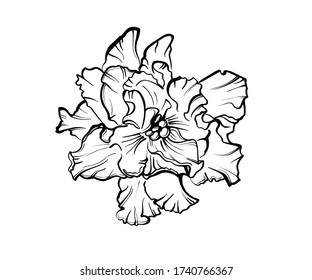 Violet flowers drawn by a line. Vector illustration of African violet flowers on a white background.