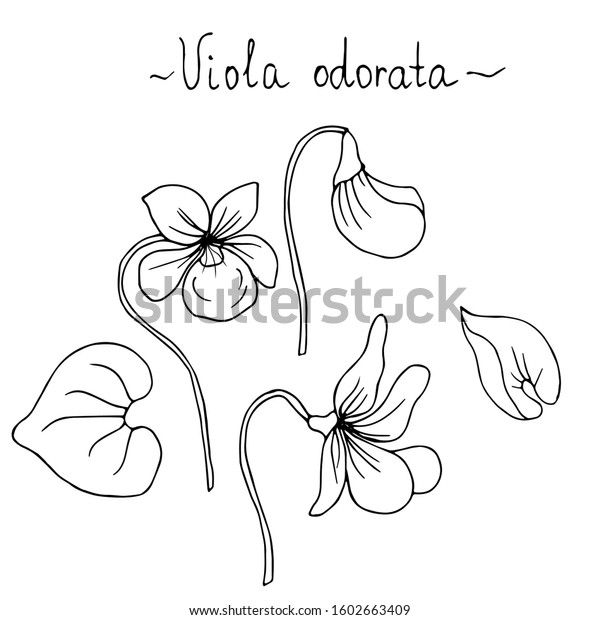 Violet Flowers Leaves Vector Illustration Stock Vector (Royalty Free ...