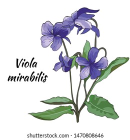 Violet flowers on a light background. Painted flowers Viola mirabilis. Viola odorata