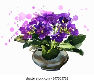 Violet flowers in a pot.  African violets. Spring flowers. Watercolor. This illustration is a great choice for Wedding, Birthday, Valentine, children book and magazine decoration. VECTOR.