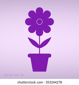Violet flowers in pots