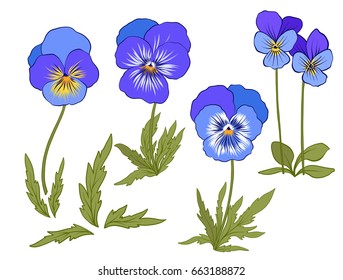 Violet flowers. Set of colored flowers