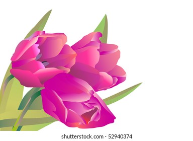 violet flowers tulips