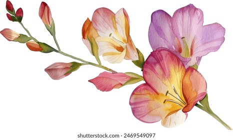 Violette Freesia-Blume. Aquarelldarstellung. Handgezeichnetes zartes lila Freesia Blütenelement in voller Blüte. Isoliert auf weißem Hintergrund.	