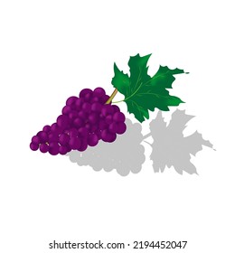 Violet grape with a beautiful leaf on a white background with shadows and copy space. Fruit background. Vector illustration of grapes.