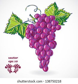 violet grape, isolated on white background vector