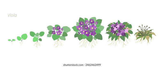 Violet Growth Stages Vector Illustration. Caring for house plants. Flower lifecycle.