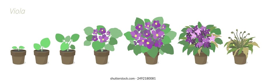 Violette Wachstumsstufen Vektorillustration. Pflege von Zimmerpflanzen. Blumen-Lebenszyklus.