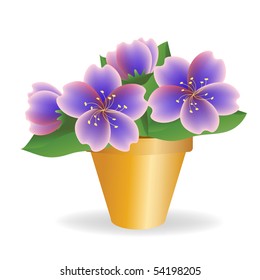 Violet. House plant. Vector illustration.
