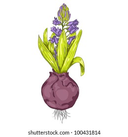 Violet hyacinth with bulb vector illustration - flowers and leaves of spring plant. Hand drawn sketch