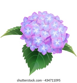 violet hydrangea ajisai flower illustration vector