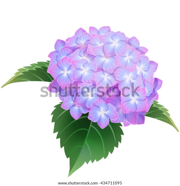 Violet Hydrangea Ajisai Flower Illustration Vector Stock Vector Royalty Free