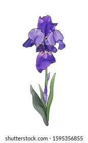 Violet iris flower with green leaves isolated on white. Hand drawn. Realistic style. Vector stock illustration.