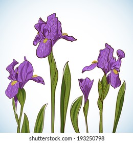 violet iris flower isolated on white background