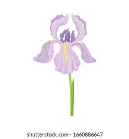 Violet Iris Flower on Green Stem Isolated on White Background Vector Illustration