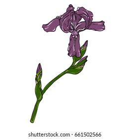 Violet iris flower on white background. Hand drawn vector illustration.