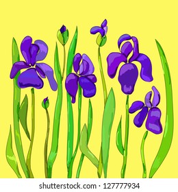 Violet iris flowers on yellow background