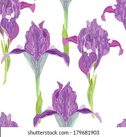 Violet iris on white background