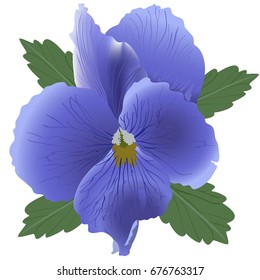 Violet isolated on white background