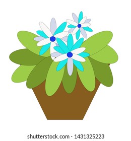 Violet with large blue and white flowers