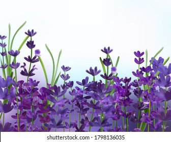 Violet lavender background. 3D realistic aromatic lavender. Flower lavender close up. Fragrant lavender. Vector illustration.