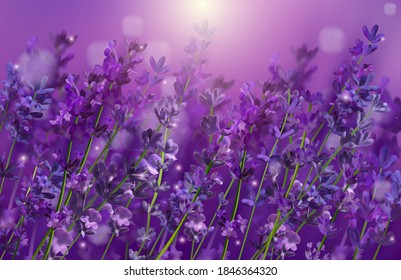 Violet lavender field. Flowers lavender and sunset glitter over. Blooming Violet fragrant lavender flowers. Illustration with for perfumery, health products, wedding. France. Vector illustration