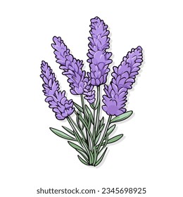 Flor botánica floral de lavanda violeta. Vector Aislado en el elemento de ilustración de lavanda de fondo blanco. Pegatina pintada a mano en Provenza	