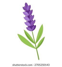 Violet lavender flower. Vector Illustration on white background	