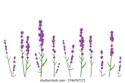 Violet lavender isolated set, beautiful flowers, simple design, medical plants for beauty cosmetics, vector illustration