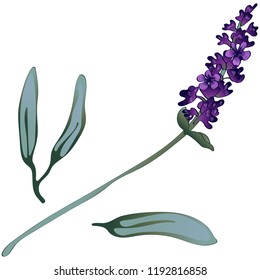 Violet lavender in a vector style isolated. Full name of the plant: lavender. Vector flower for background, texture, wrapper pattern, frame or border.