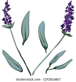 Violet lavender in a vector style isolated. Full name of the plant: lavender. Vector flower for background, texture, wrapper pattern, frame or border.