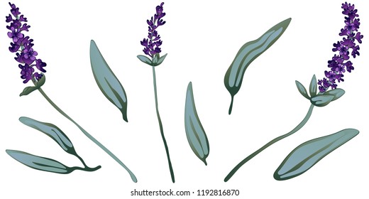 Violetlavender auf Vektorgrafik einzeln. Vollständiger Name der Pflanze: Lavendel. Vektorblume für Hintergrund, Textur, Wrapper-Muster, Rahmen oder Rahmen.