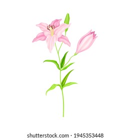 Violet Lily on Stalk as Herbaceous Flowering Plant with Large Prominent Flower with Stamens Vector Illustration