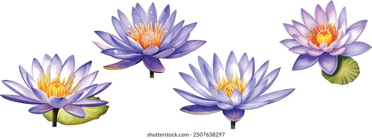 Violet lotus flower on isolated white background, watercolor illustration, Set flora hand drawing, botanical painting